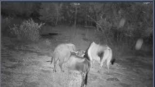 Thumbnail del capítulo