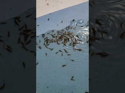 膨張式プールの水を清潔に保つことができますか? 個人の衛生状態を維持できますか?