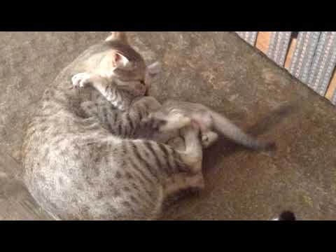 Beautiful performance little cats