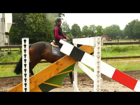 Forli N 2017 W. v.For Romance x Rosario