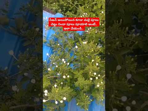 how to get lots of flowers on Jasmine plant | Jasmin growing tips | #how #bacyard