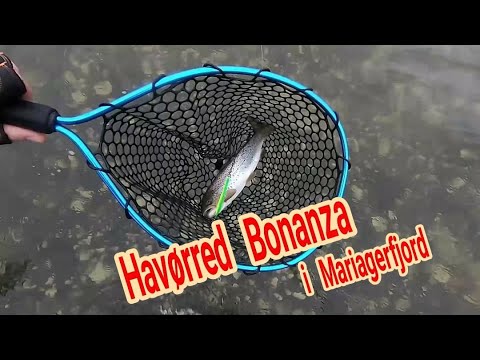 Havrred Bonanza i Mariagerfjord