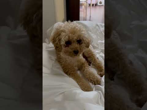 経営学科 ベッドで遊ぶトイプードル15ヶ月　 #toypoodle　#トイプードル
