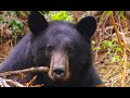 Tranquilising A Black Bear Born To Be Wild Black Bear Rescue With Amanda Burton BBC Earth