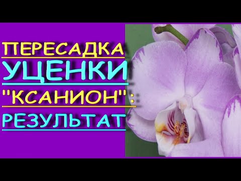 ВЫХАЖИВАЮ орхидею-УЦЕНКУ "Xanion":ПЕРЕСАДКА,РЕЗУЛЬТАТ,phal. 'Xanion',фаленопсис "Ксанион"("Леванте")