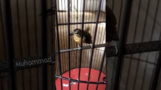 Download lagu kowul / kolibri muncang trotol.. #kolmun mp3 Download lagu kowul / kolibri muncang trotol.. #kolmun mp3