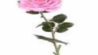 Graham Parker-Long stem rose