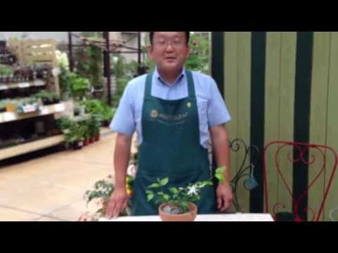 園芸 アラビアン ジャスミン、サンバック ジャスミン