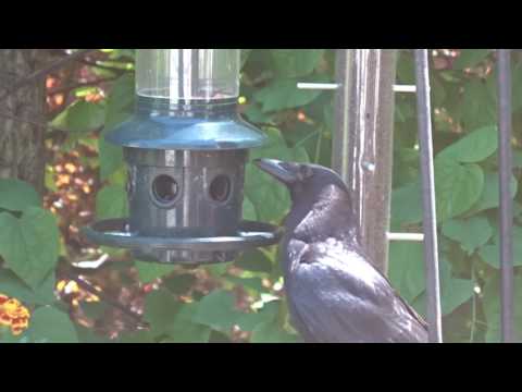 Raven chowing down on my feeder.