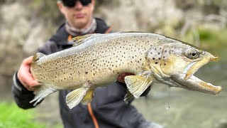 Chasing Big Brown and Rainbow Trout in an Amazing River (NZ)