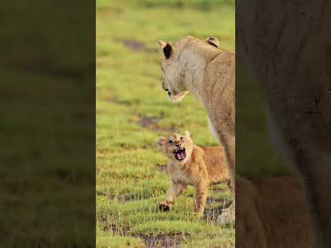 The Mighty Lion - 8K Ultra HD #Lion #LionsIn8K  #WildlifeDocumentary #LionPride  #WildlifeWatching