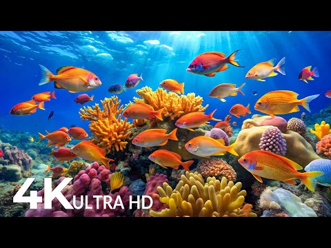 DREAM AQUARIUM 4K - Marine Life, Sea Animals and Coral Reef - Fish Tank Sounds for Deep Sleep #62