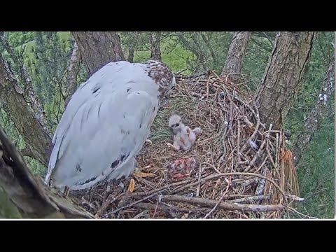 Angel The Leucistic Red Tailed Hawk 💗  RTH5 Takes a Little Tumble! Tom Brings Rabbit Lunch! 5.7.23