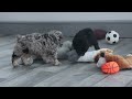Miniature Poodle dogs for sale: Rosebud (Runt of Litter) - Video 1