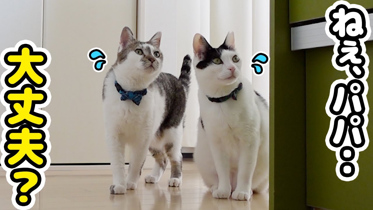 パパがキッチンに立ったら‥猫たちが気になりすぎてこうなりましたｗ