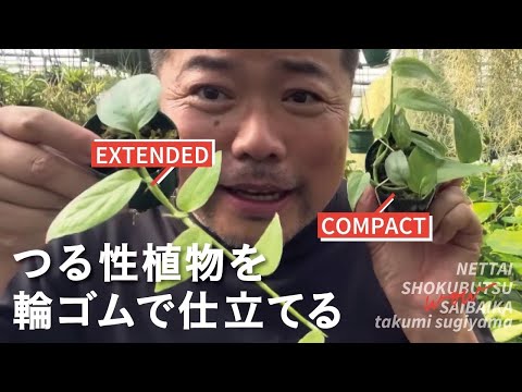 ツタの植物 植物