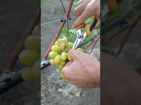 фото виноградный куст гф ''модница'' 0