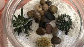 Come realizzare un terrario per piante grasse