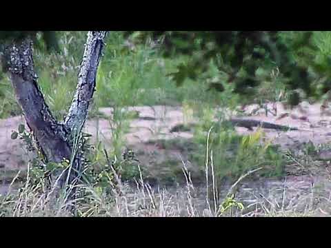 Djuma: Water Monitor Lizard - 17:26 - 03/19/20