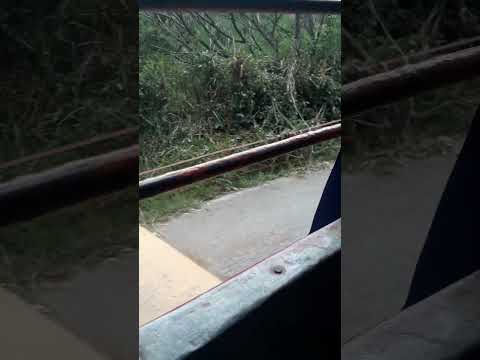 Chivas de san José del palmar parte 1 viaje 2