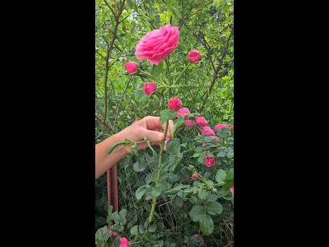 ROSENSTECKLINGE: So vermehrst du deine Rosen! 🌹