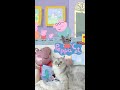 Snow Visits The Dinosaur Museum Shorts
