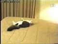 Americas Funniest Home Videos Cat Runs Into Wall Funny Mpeg Ipod Mp4