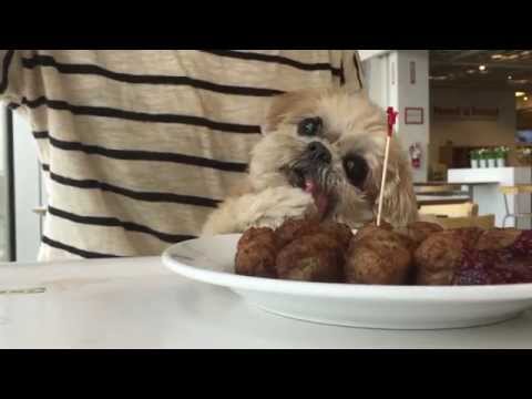 download lagu mp3 mp4 Pack Dog Ikea, download lagu Pack Dog Ikea gratis, unduh video klip Pack Dog Ikea