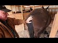 Mr Summers Gives My Mules A Haircut 016