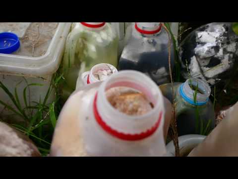 [Cu]++ In-[2017] REDUX 'Sour'-GRAPES Make-The-'Best'-VINEGAR Post-[R]-Den-DOID-[2] [63#]