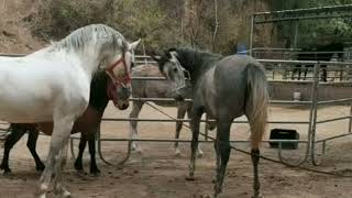 donkey and horse first time mating  animals mating