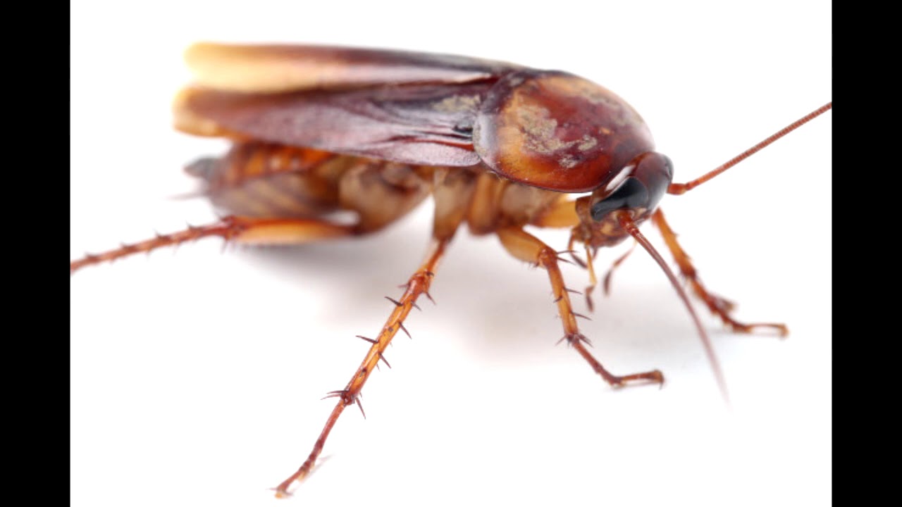 A metamorfose - completo - #AUDIOLIVRO - Franz Kafka