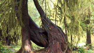 Images of Trees for &#39;Battle of Trees&#39; - Tori Amos