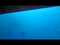 Blue Planet Part 6