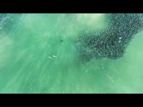 Great white sharks swim through a large school of fish near Southampton, NY