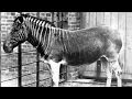 10 Animals Humans Made Extinct