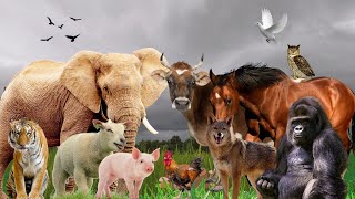 Download Lagu Animals Sounds Videos - Cow Sound - Duck Sound - Dog Sound - Chicken Sound - Pig Sound - Bird Sound Thumbnail