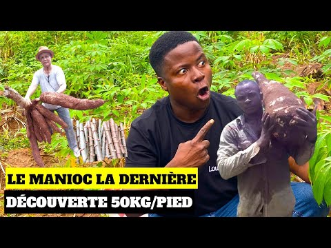 , title : 'Le manioc, la dernière découverte qui permet d’obtenir 50Kg par pied.'