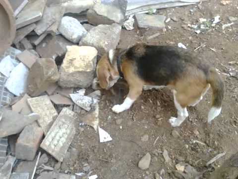 Beagle's Hide n Seek