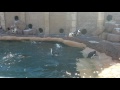 Penguins Swimming