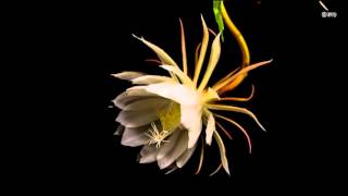 Stunning time-lapse capture of night-blooming cereus flower blossom