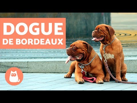 download lagu mp3 mp4 Elevage De Dogue De Bordeaux, download lagu Elevage De Dogue De Bordeaux gratis, unduh video klip Elevage De Dogue De Bordeaux
