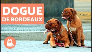 DOGUE de BORDEAUX - Caractéristiques et fiche technique