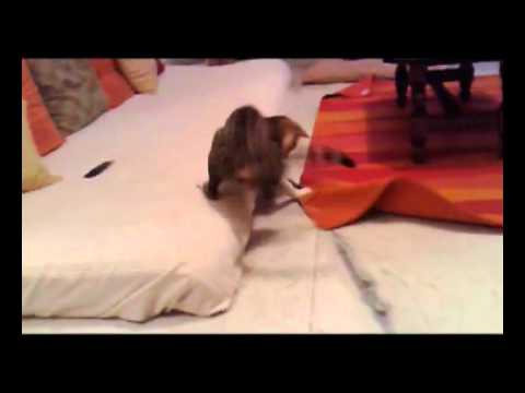 Will.e Pedigree "Feather".mp4