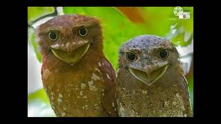 Download lagu prenjak bakal turun bila mendengar suara ini #suara pikat prenjak kepala merah# mp3 Download lagu prenjak bakal turun bila mendengar suara ini #suara pikat prenjak kepala merah# mp3