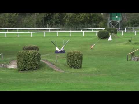 Coursing SM Aarau 2020 Afghanen Rüden Imao Ilias