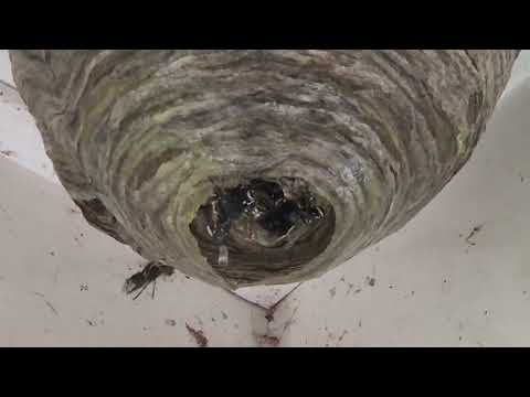 Next to the Front Door is a Bald-Faced Hornets Nest in Pine Beach, NJ