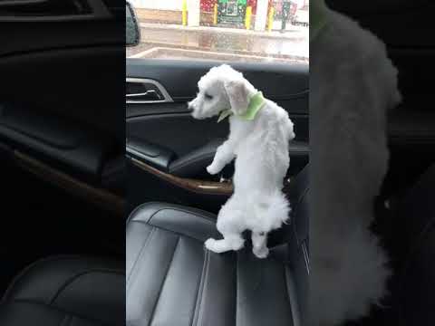 Funny dog poo in car