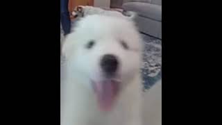 Video preview image #1 Great Pyrenees Puppy For Sale in Spring, TX, USA