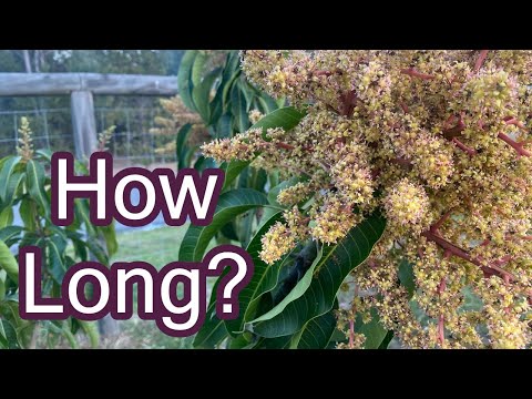 How Long Does It Take a Mango to Fruit?